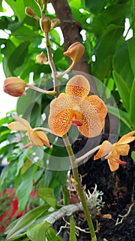Orange Orchid blooming so beautifull