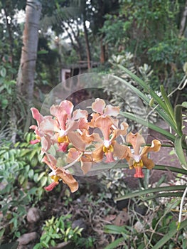 Orange Orchid is blooming in the morning.