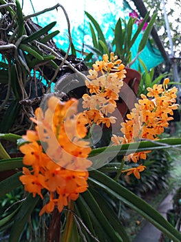 Orange orchid blossom