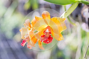 Orange orchid cattleya