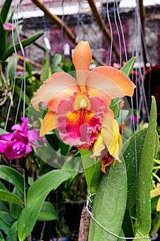 Orange orchid cattleya close up