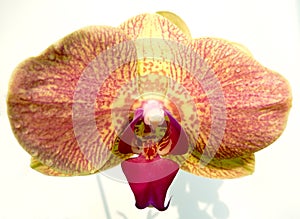 Orange orchid closeup
