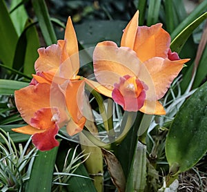An Orange Orchid Flower Blooming