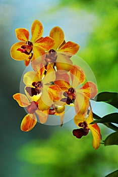 Orange Orchid Flower with Red Center portion