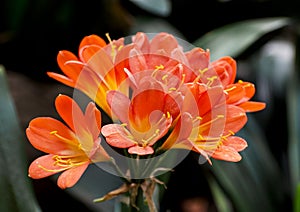 Orange orchid flowers