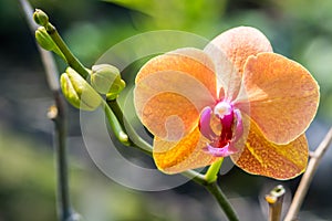 Orange orchid flowers in garden