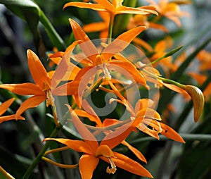 Orange Orchid Flowers With Ruffled Centre Petals