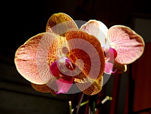 Orange orchid with a red center petal