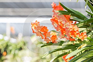 Orange orchids, Ascocenda in orchid house.