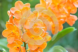 Orange orchids, Ascocenda in orchid house