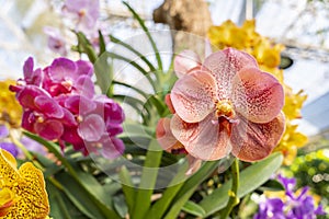 The Orange orchids, Ascocenda, Vanda hybrids blooming in orchid house in bright sunlight and green leaves blur background