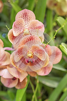 The Orange orchids, Ascocenda, Vanda hybrids blooming in orchid house in bright sunlight and green leaves blur background