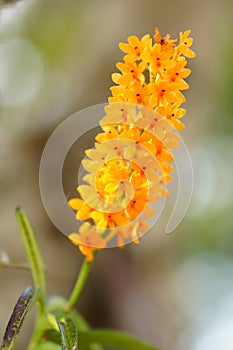 orange orchids flower