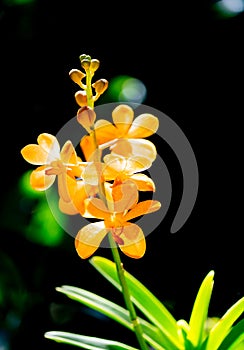 Orange orchids on the sunshine & bokeh background in the morning taken by a macro lens.