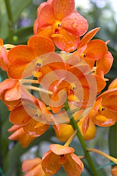 Orange orchids(Vanda)