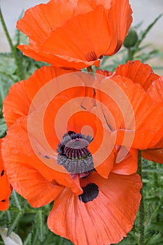 Orange Oriental Poppies Blooming in the Summer