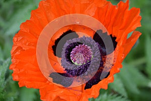 Orange Oriental Poppies Blooming in the Summer