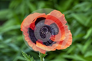 Orange Oriental Poppy Flower in the Perennial Garden