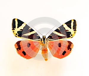 Orange ornamental butterfly isolated on white. Tiger moth Euplagia splendidor macro close up, entomology