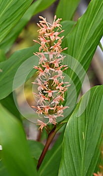 Orange ornamental ginger plant in the Netherlands.