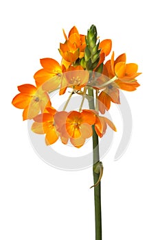 Orange Ornithogalum dubium flower