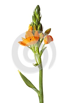 Orange Ornithogalum dubium flower