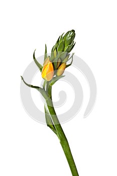 Orange Ornithogalum dubium flower