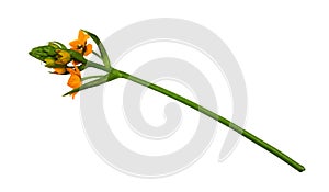 Orange ornithogalum flowers and buds