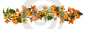 Orange ornithogalum flowers and buds in a line floral arrangement