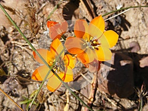 Orange ornithogalums