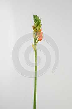 Orange Ornitogalum Sunshine on White background