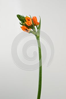 Orange Ornitogalum Sunshine on White background