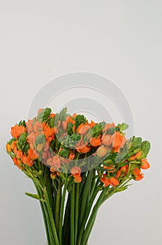 Orange Ornitogalum Sunshine on White background