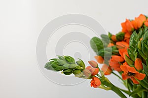 Orange Ornitogalum Sunshine on White background