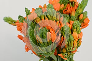 Orange Ornitogalum Sunshine on White background