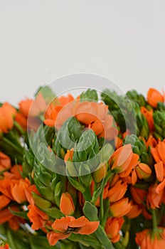 Orange Ornitogalum Sunshine on White background