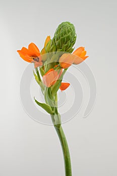 Orange Ornitogalum Sunshine on White background