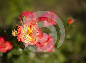 Orange oso easy paprika rose photo