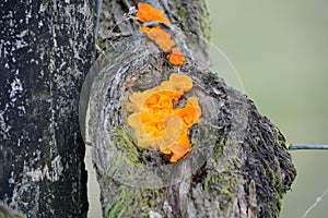 Orange Otidea leporina fungi