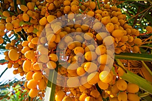 Orange Palm Fruits - Canary Date Palm