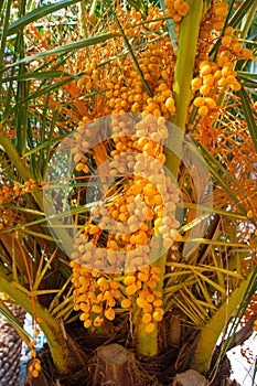 Orange Palm Fruits - Canary Date Palm