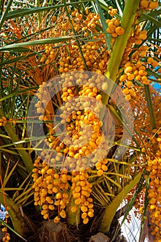 Orange Palm Fruits - Canary Date Palm