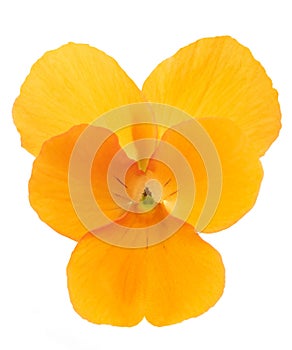 Orange Pansy flower