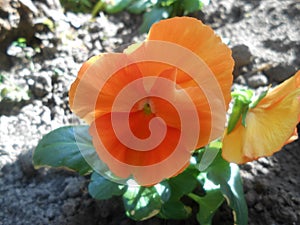 Orange pansy Viola x wittrockiana