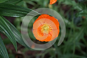 Orange Papaver nudicaule `Gartenzwerg` in the garden in May. Papaver is the type genus of the poppy family. Berlin, Germany