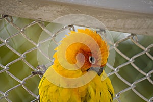 Orange Parakeet small colourful birds with loud squawk's and voices kept has pets