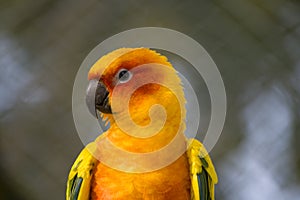 Orange Parakeet small colourful birds with loud squawk's and voices kept has pets