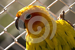Orange Parakeet small colourful birds with loud squawk's and voices kept has pets