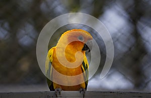 Orange Parakeet small colourful birds with loud squawk's and voices kept has pets