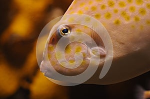 Orange parrot fish head snapshot